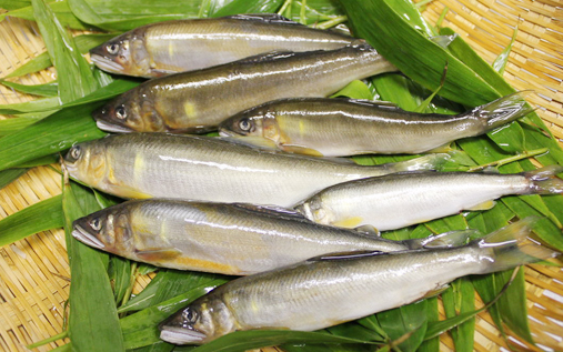 腰掛山荘|愛知 豊田市|下山 三河湖畔の自然体験・五平餅・お食事・ランチ・キャンプ・BBQ｜腰掛山荘／リバーサイドキャンプ腰掛