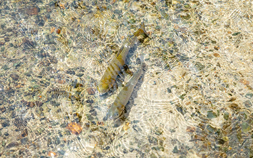 腰掛山荘|愛知 豊田市|下山 三河湖畔の自然体験・五平餅・お食事・ランチ・キャンプ・BBQ｜腰掛山荘／リバーサイドキャンプ腰掛