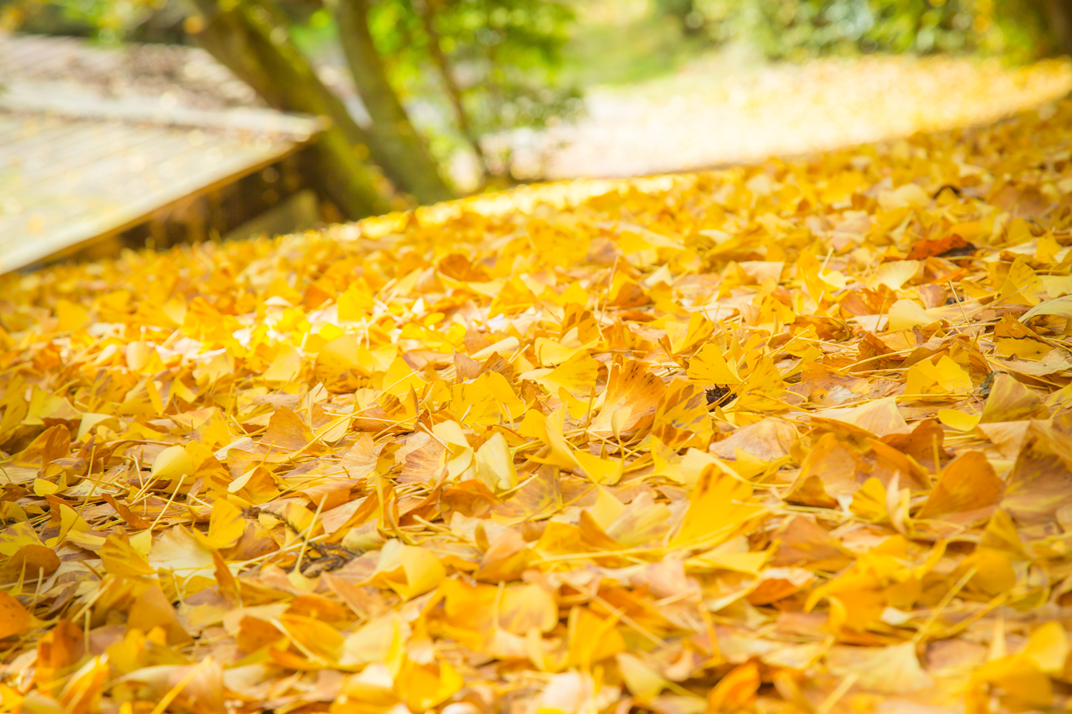 腰掛山荘|愛知 豊田市|下山 三河湖畔の自然体験・五平餅・お食事・ランチ・キャンプ・BBQ｜腰掛山荘／リバーサイドキャンプ腰掛