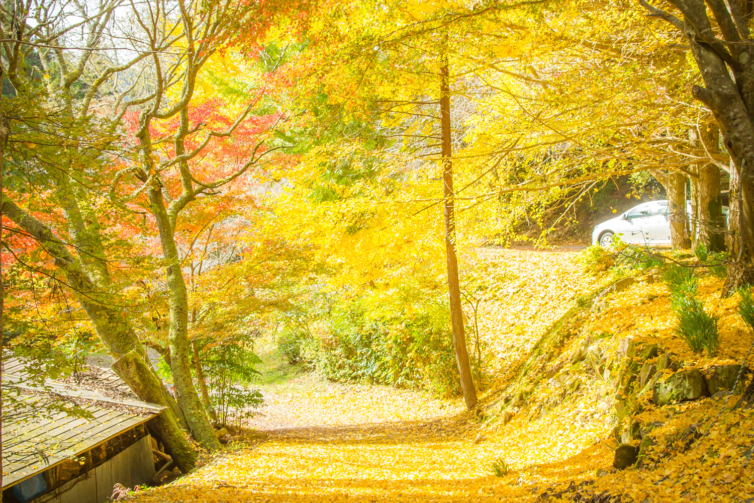腰掛山荘|愛知 豊田市|下山 三河湖畔の自然体験・五平餅・お食事・ランチ・キャンプ・BBQ｜腰掛山荘／リバーサイドキャンプ腰掛