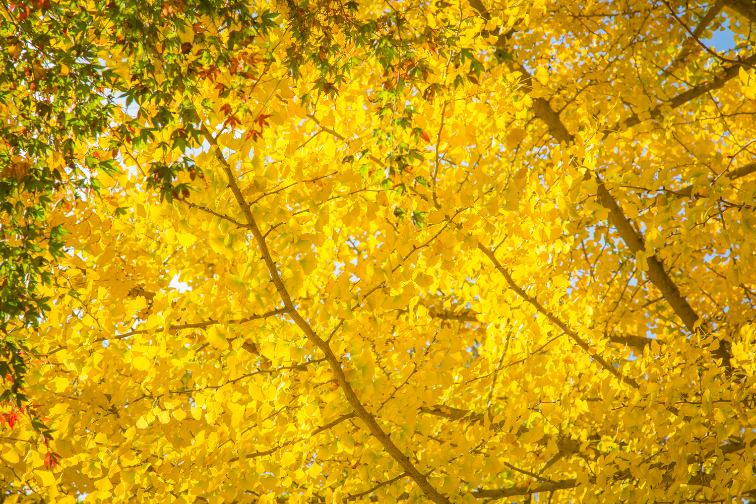 腰掛山荘|愛知 豊田市|下山 三河湖畔の自然体験・五平餅・お食事・ランチ・キャンプ・BBQ｜腰掛山荘／リバーサイドキャンプ腰掛