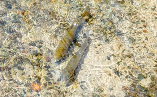 魚